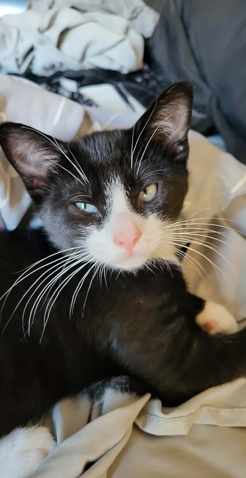 JASPER - Domestic Short Hair available for adoption