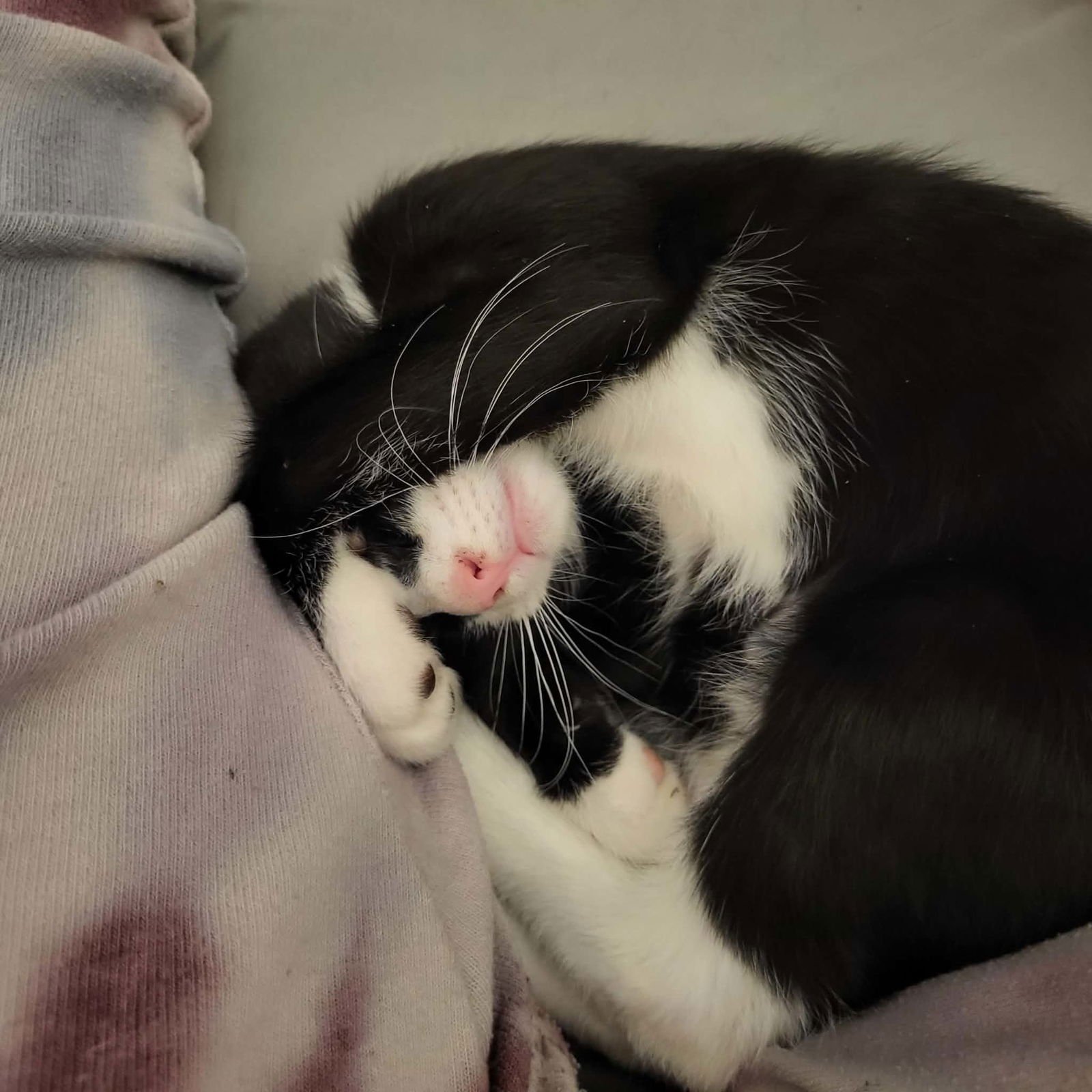 JASPER - Domestic Short Hair available for adoption