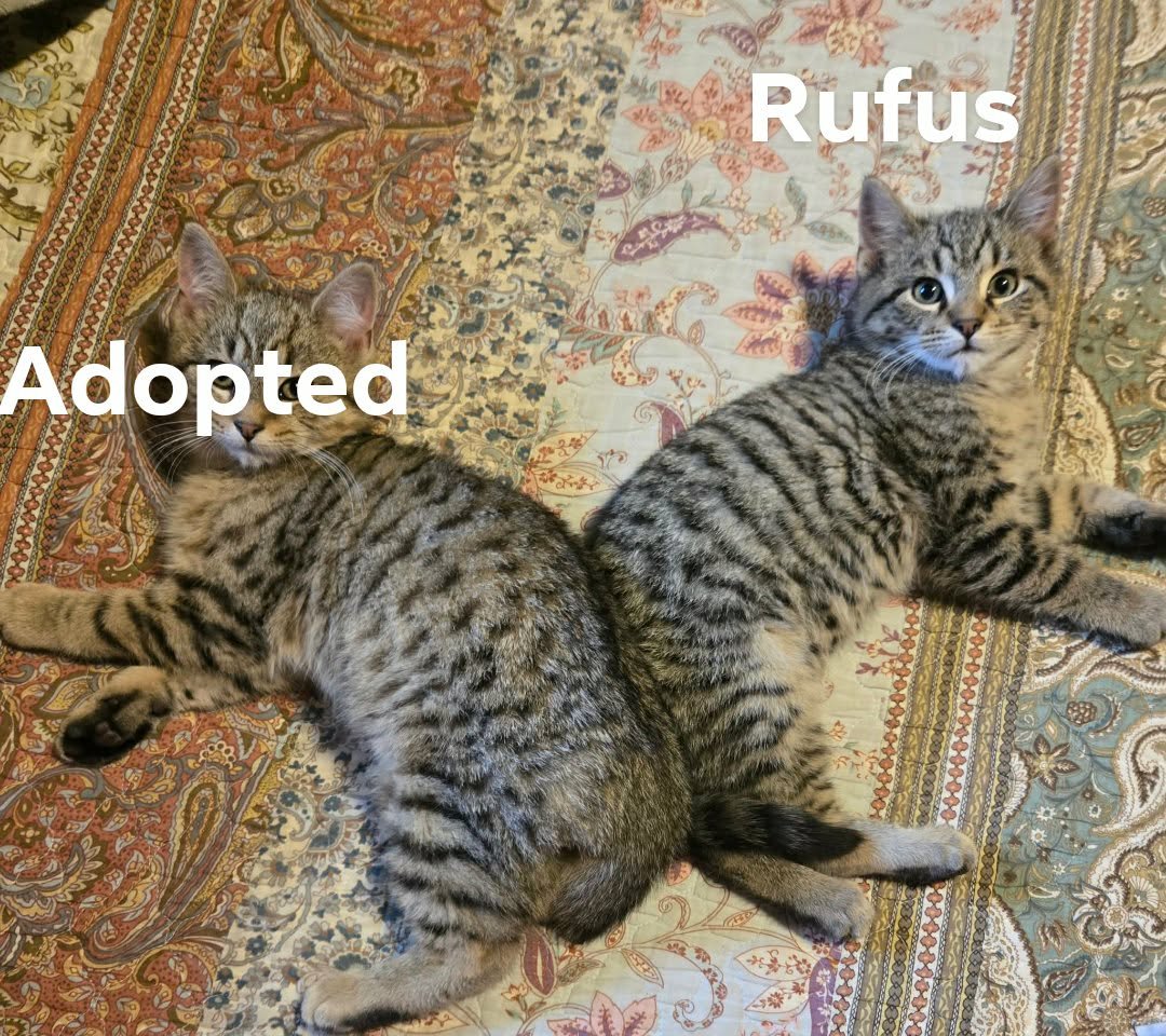 RUFUS - Domestic Short Hair available for adoption