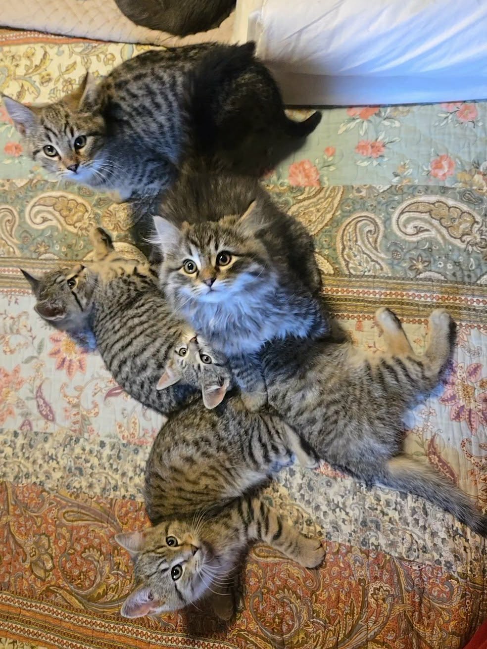 RAVEN - Domestic Short Hair available for adoption