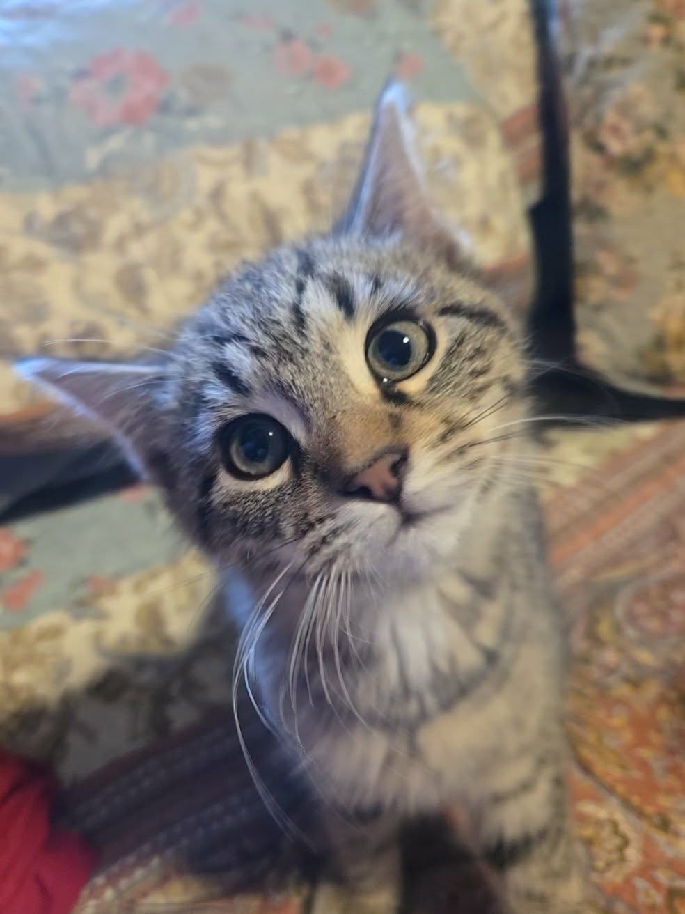 DUSTY - Domestic Short Hair available for adoption