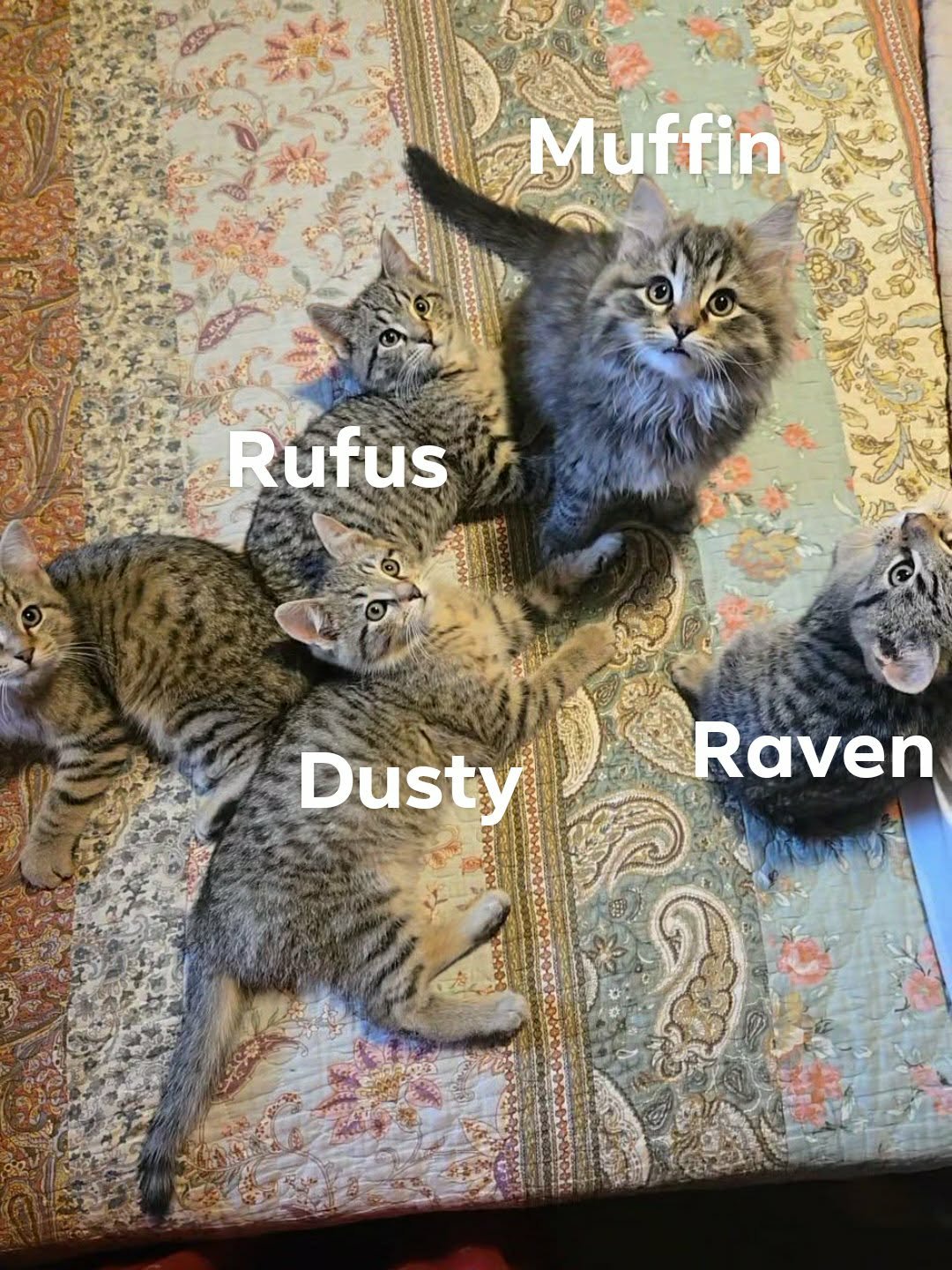 DUSTY - Domestic Short Hair available for adoption