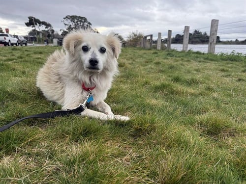 BISQUIT - Chihuahua for adoption in Berkeley