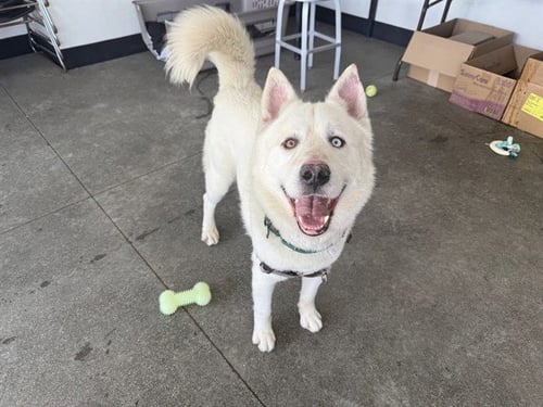 CLEM SMITH JR - Siberian Husky available for adoption