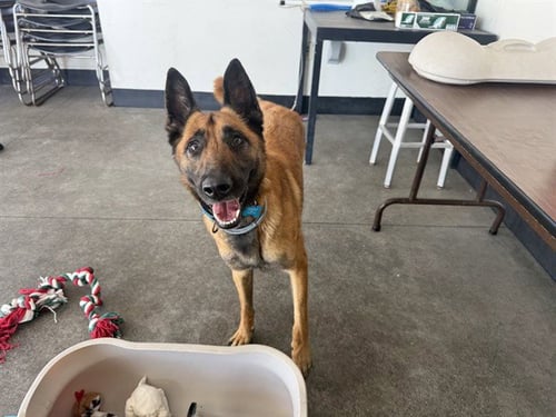 LOLA - Belgian Shepherd Malinois for adoption in Berkeley