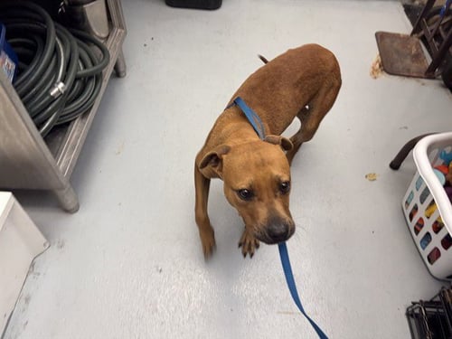 CHEETAH GIRL - American Pit Bull Terrier for adoption in Berkeley