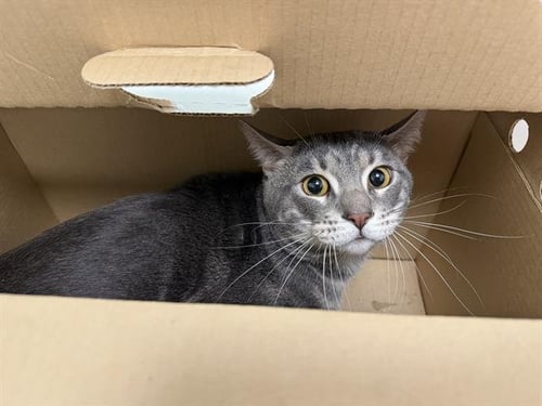 DON NELSON - Domestic Short Hair for adoption in Berkeley