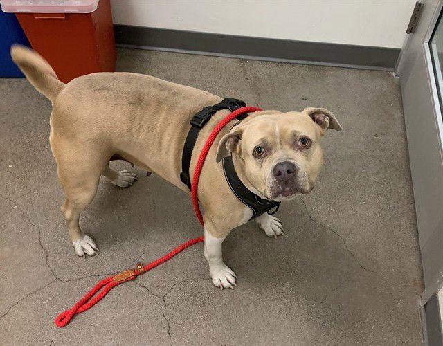 TRENTA - American Pit Bull Terrier for adoption in Berkeley