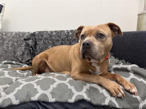 CUPCAKE - Pit Bull Terrier for adoption in Berkeley