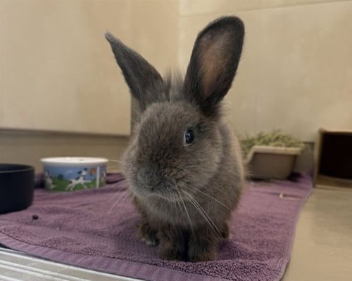 MURRAY - Satin Angora available for adoption