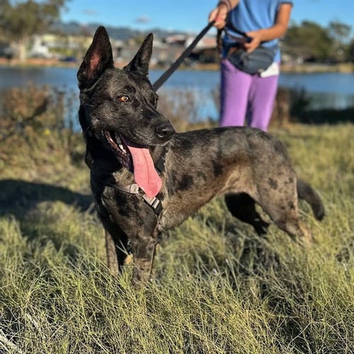 ATHENA - German Shepherd Dog / Catahoula Leopard Dog for adoption in Berkeley