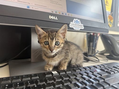 SAMMIE - Domestic Short Hair available for adoption