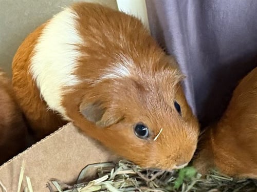 LORI - Guinea Pig available for adoption