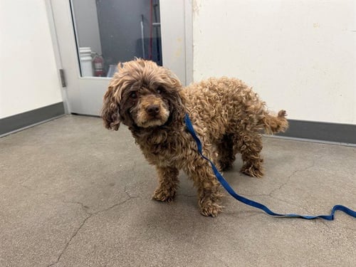 TOBLERONE - Poodle (Miniature) / Cocker Spaniel available for adoption