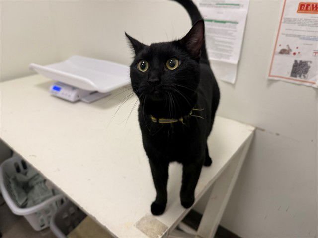 SHINOBI MASERATI - Domestic Short Hair available for adoption