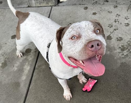 ARTEMIS - American Pit Bull Terrier / Bullmastiff available for adoption
