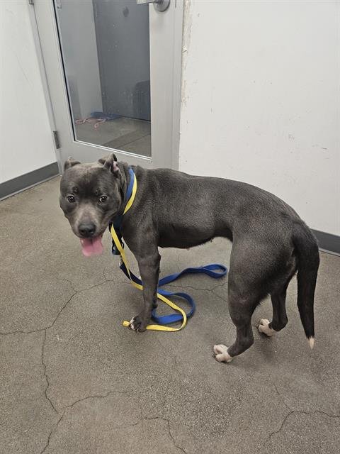 BLANCHE - American Pit Bull Terrier available for adoption