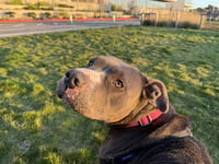 SADIE - Photo 1