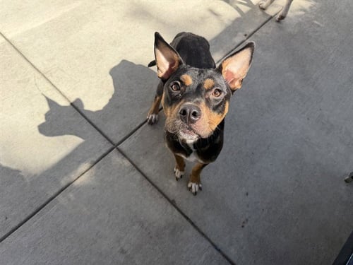 VANNA - American Pit Bull Terrier for adoption in Berkeley