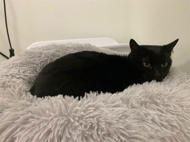 FEATHER - Domestic Short Hair available for adoption