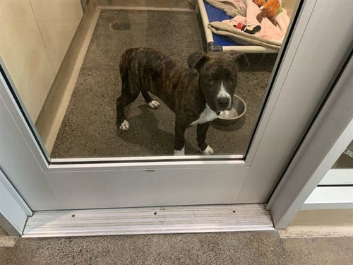 TIZZ - American Pit Bull Terrier for adoption in Berkeley