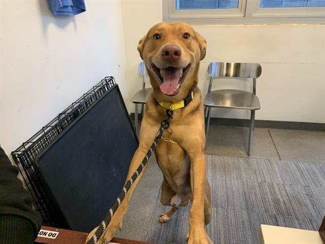 FABIO - German Shepherd Dog available for adoption