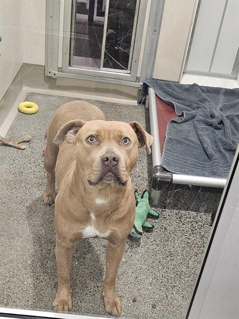 LOLA - American Pit Bull Terrier available for adoption