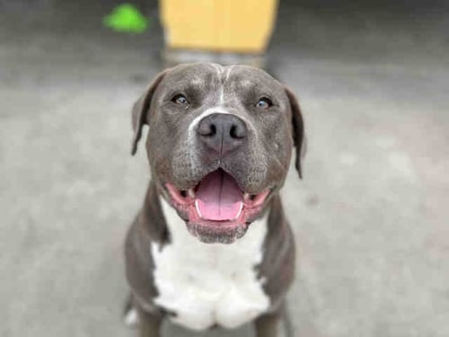 RASTA - Pit Bull Terrier available for adoption