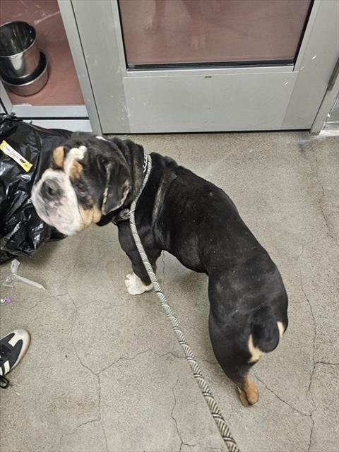 STEAK BITE - English Bulldog / Chinese Shar-Pei for adoption in Berkeley