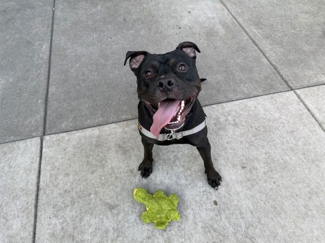 ANUBIS - American Pit Bull Terrier for adoption in Berkeley