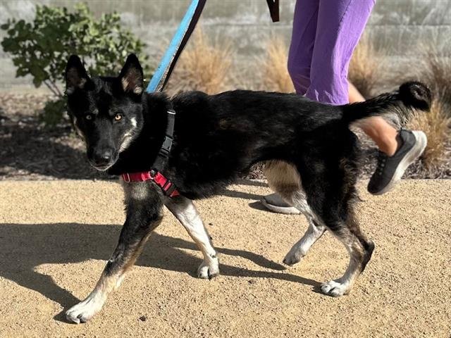 MARTHA - German Shepherd Dog available for adoption