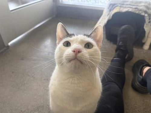 PRINCE - Domestic Short Hair for adoption in Berkeley