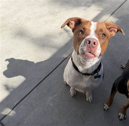 UNO - American Pit Bull Terrier available for adoption