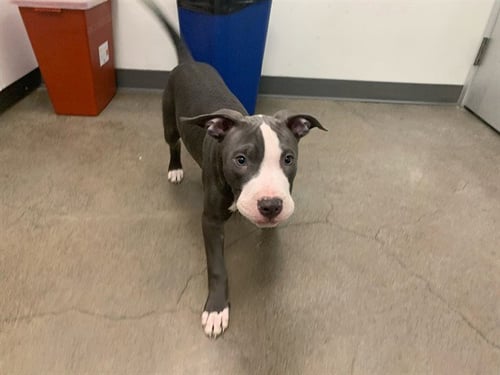 HABANERO - American Pit Bull Terrier for adoption in Berkeley
