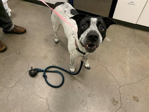 SPRECKELS - German Shorthaired Pointer available for adoption