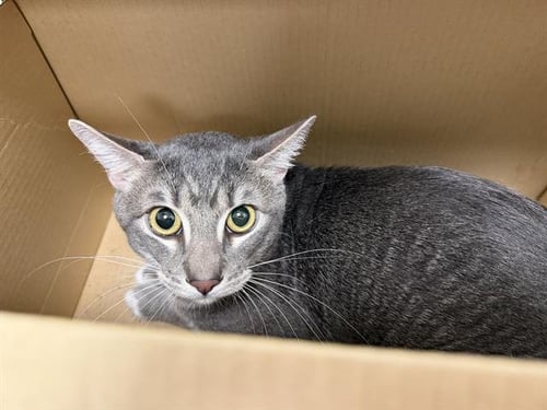 JOHN HAVLICEK - Domestic Short Hair for adoption in Berkeley