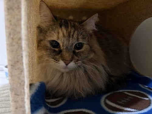 MATCHA - Domestic Long Hair for adoption in Berkeley
