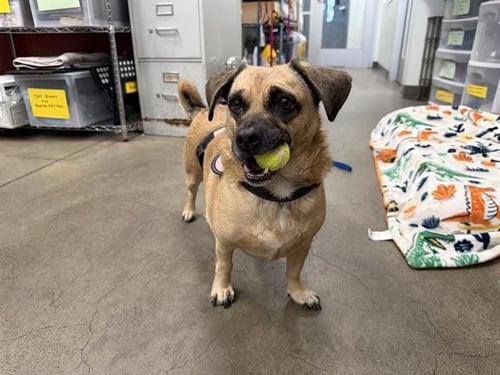 SUGAR COOKIE - Beagle available for adoption