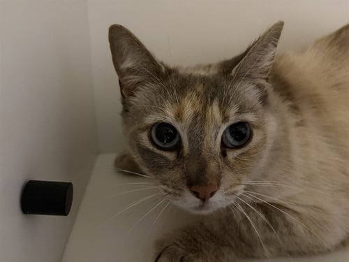 TERTIARY - Domestic Short Hair for adoption in Berkeley