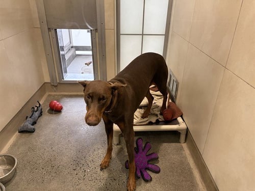 BIG GIRL - Doberman Pinscher for adoption in Berkeley