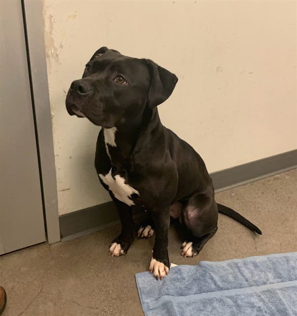 PEPITA - American Pit Bull Terrier for adoption in Berkeley