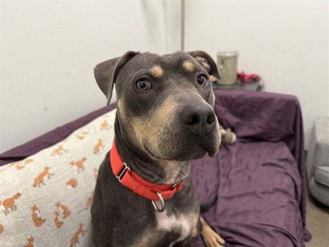 LILAH - American Pit Bull Terrier available for adoption