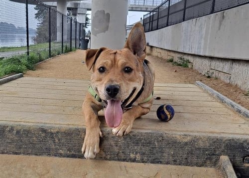 GUS - German Shepherd Dog available for adoption