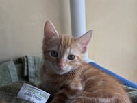 SHABOOZEY - Photo 1
