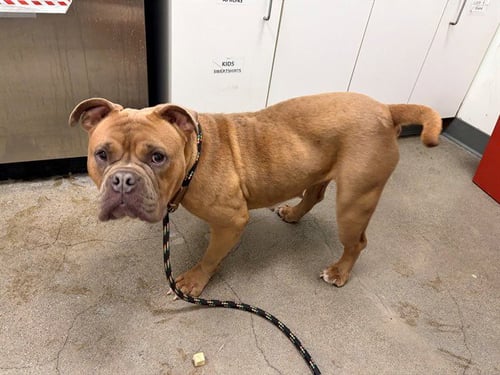 PERSEPHONE - Bulldog available for adoption