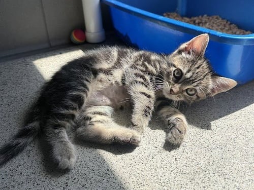QUINCY - Domestic Medium Hair for adoption in Berkeley