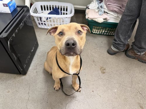 RASCAL - American Pit Bull Terrier for adoption in Berkeley