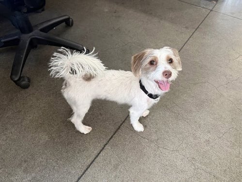 COCO - Havanese / Toy Fox Terrier for adoption in Berkeley