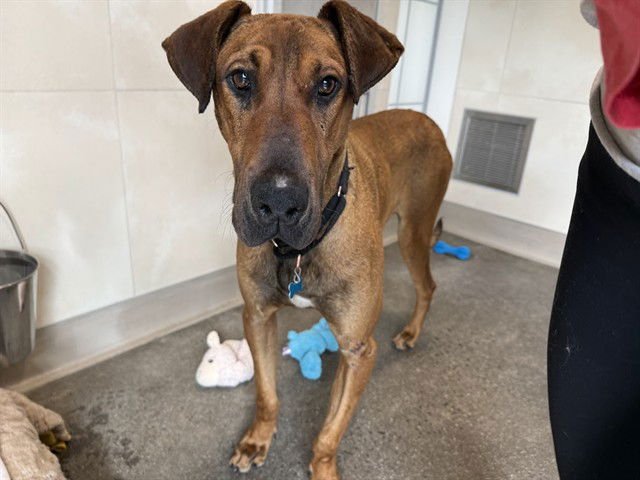 WHATRIDGE - Great Dane available for adoption