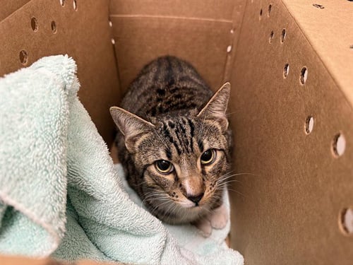 MEL - Domestic Short Hair for adoption in Berkeley